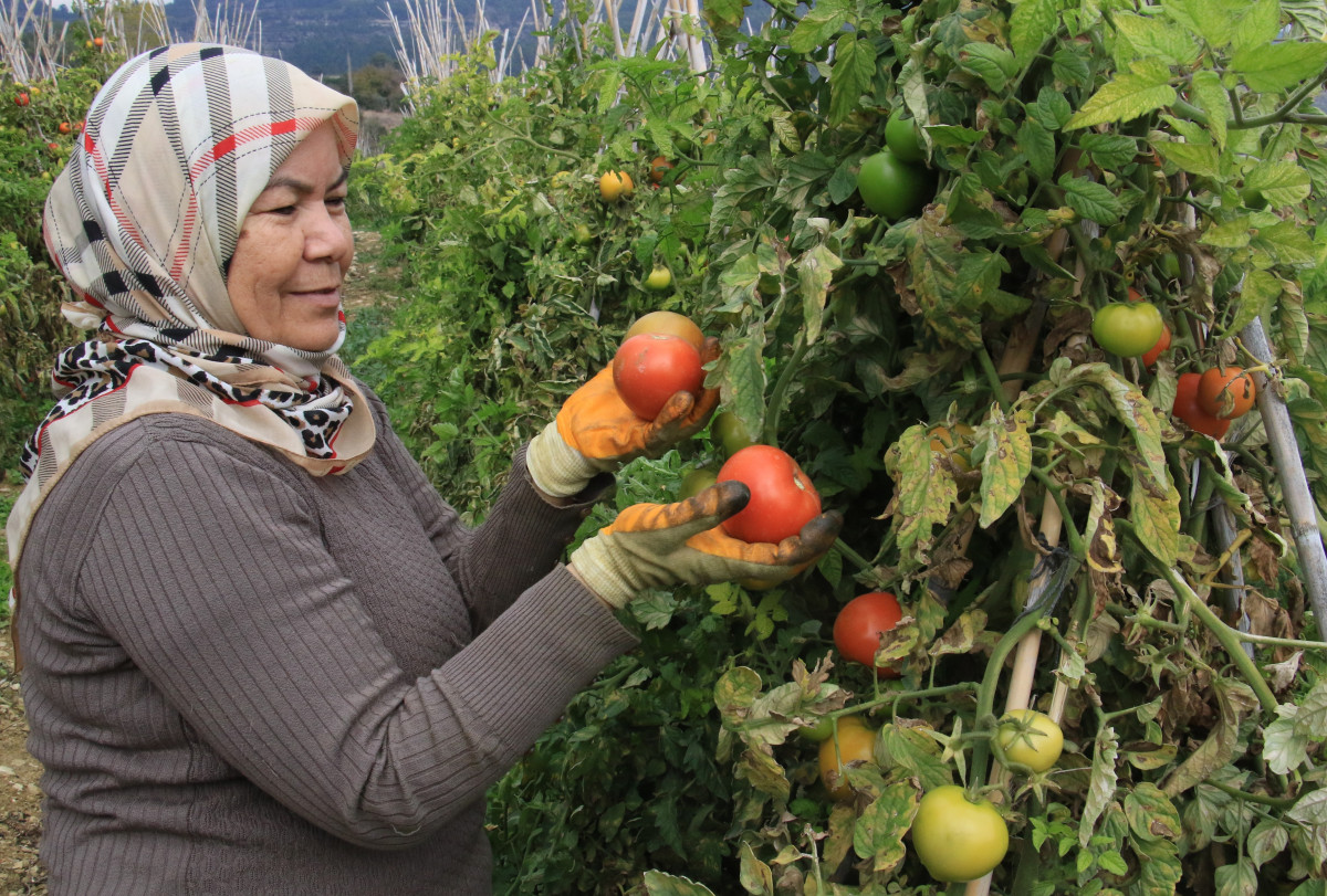 Kış mevsiminde açıkta domates hasadı sürüyor