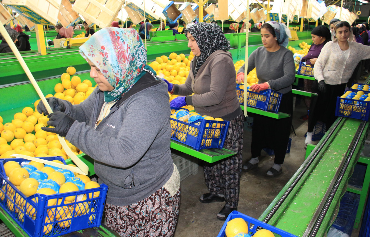 Limonda yoğun hasat dönemi: Fiyatı 6-7 TL'ye kadar düştü